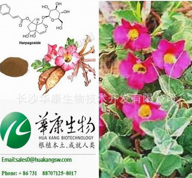 鉤果草提取物 南非鉤麻提取物 植物提取物工廠