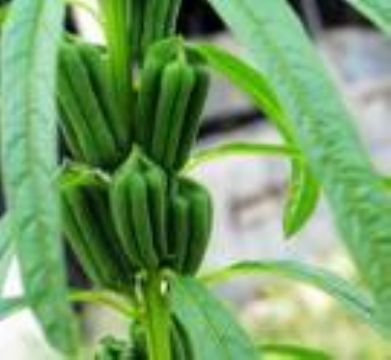 番茄紅素價格_番茄紅素_陜西西安市番茄紅素生產供應商_植物提取物盡在搜了網