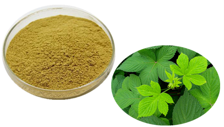 絞股藍(lán)提取物 六盤(pán)韻 食品級(jí)原料品牌:六盤(pán)韻寶雞六盤(pán)韻生物科技有限