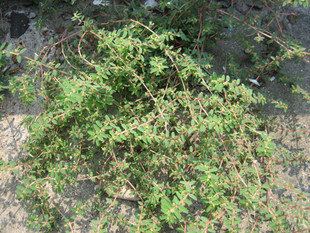 植物提取物新秀 探索地錦草提取物的多元應用與市場前景